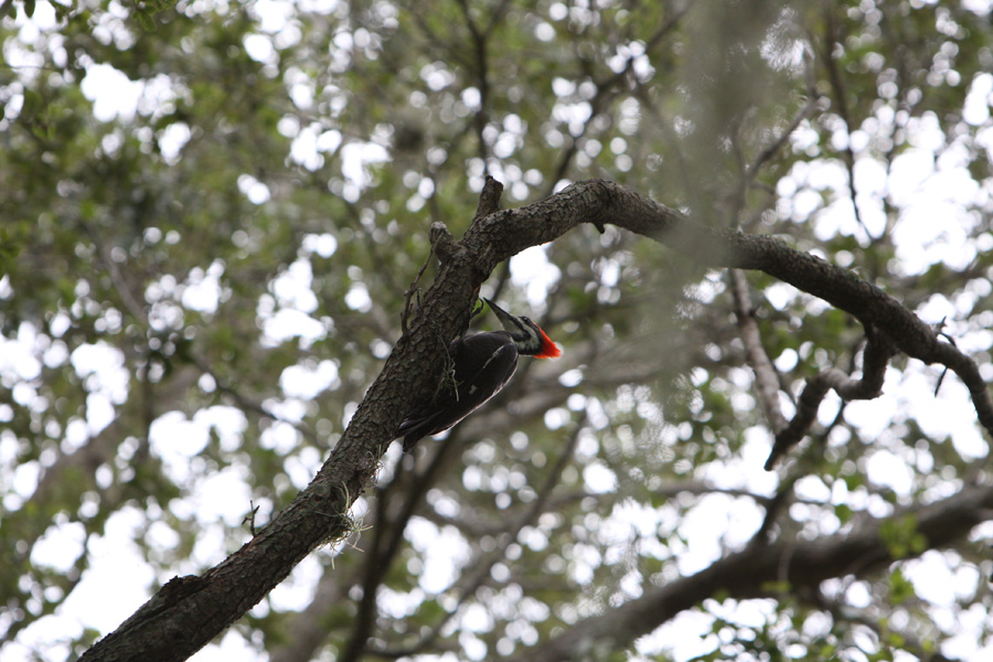woodpecker-wakeup-fort-myers-15